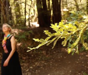 How to Use Nature Walks for Stress Relief